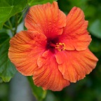 15 Blossoms in Kauai