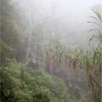 in the rainforest (Costa Verde) 04