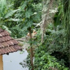 in the rainforest (Costa Verde) 23