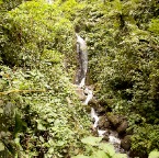 Rainforest Arenal (Costa Rica) 37