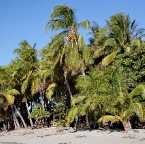 Playa Samara (Costa Rica) 16
